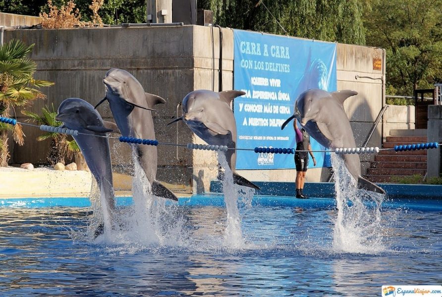 delfines zoo aquarium madrid