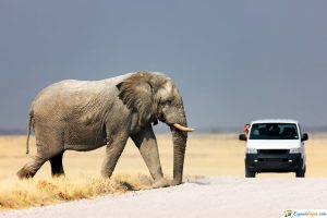 elefante en safari madrid