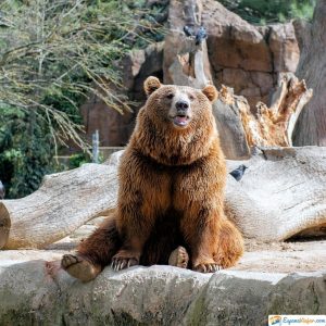 oso zoo madrid