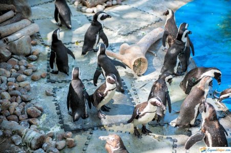 pinguinos del zoo de madrid