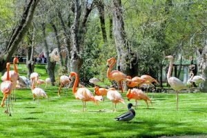 zoo en madrid