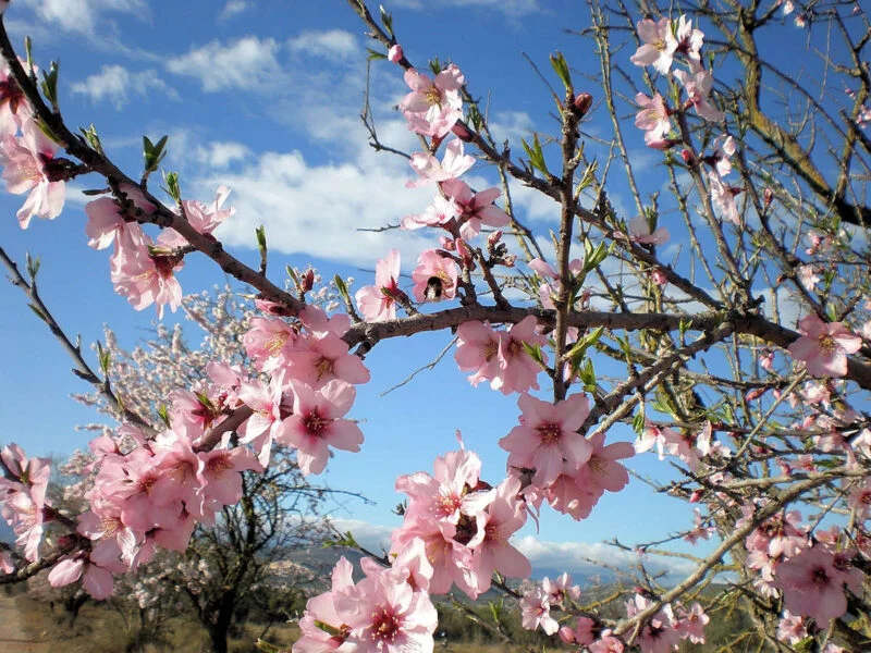 ▷ SANTA AGNES DE CORONA » Descubre Qué Ver y Hacer Almendros en flor