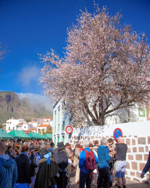 ▷ SANTA AGNES DE CORONA » Descubre Qué Ver y Hacer Fiesta de Almendro en flor