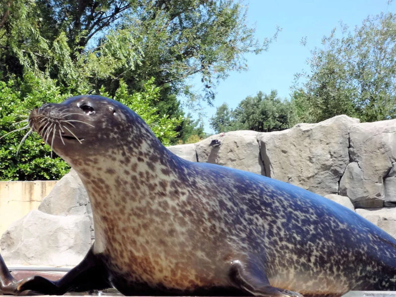 ▷ FAUNIA MADRID » Descubre qué ver y hacer en tu visita Animales en Faunia en Madrid