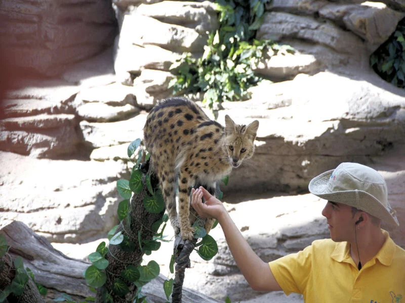 ▷ FAUNIA MADRID » Descubre qué ver y hacer en tu visita Especies en Faunia Madrid