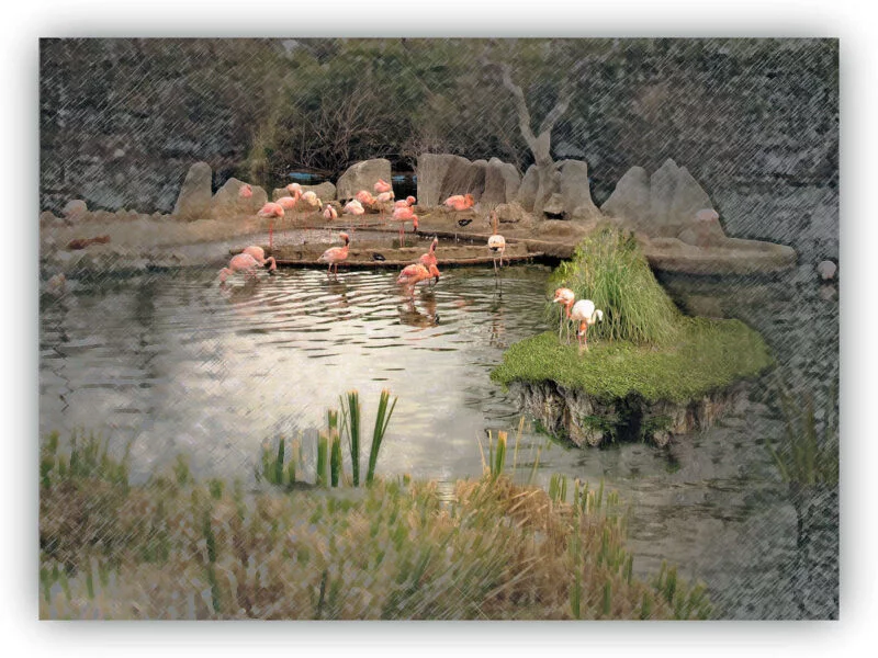 ▷ FAUNIA MADRID » Descubre qué ver y hacer en tu visita Flamencos en Faunia Madrid