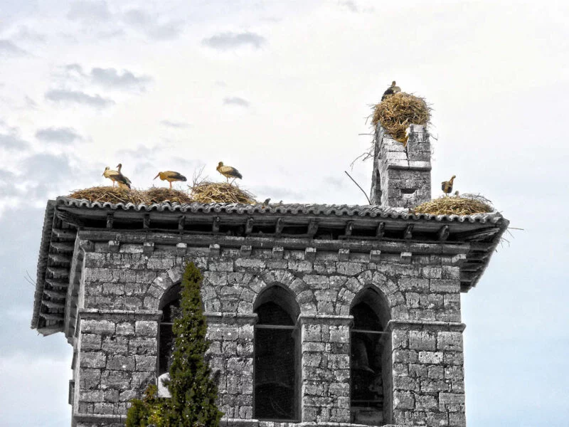 ▷ FRÓMISTA » Qué ver y visitar en este pueblo leonés Cigueñas en Frómista