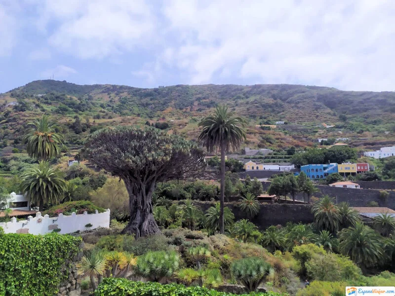▷ ICOD DE LOS VINOS » Qué ver y hacer. Archipiélago canario Drago Milenario de Icod de los Vinos