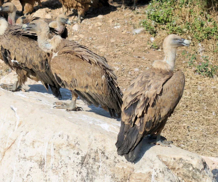 ▷ VALDERROBRES » Qué ver y hacer. Comarca del Matarraña Observatorio de Aves en Valderrobres