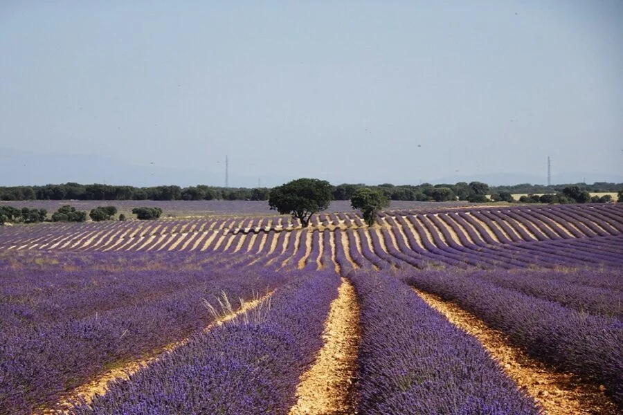▷ BRIHUEGA » Qué ver y hacer en el jardín de La Alcarria. Campos de lavanda en Brihuega