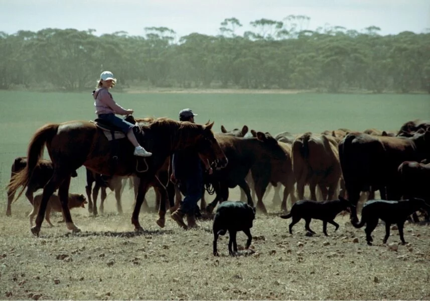 ▷ SANTA GERTRUDIS » Qué ver y hacer en este bonito pueblo Cría de vacas en Santa Gertrudis