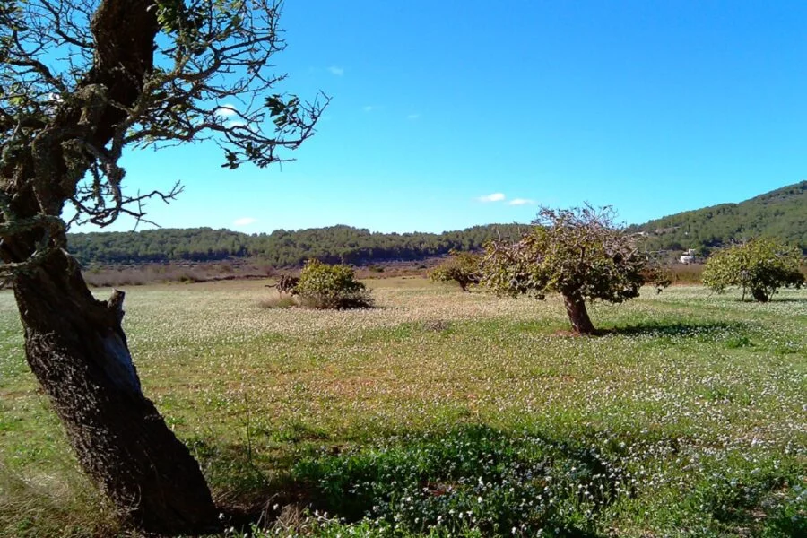 ▷ SAN MATEO » Qué ver y hacer. Mejor estilo campestre Entorno natural en San Mateo